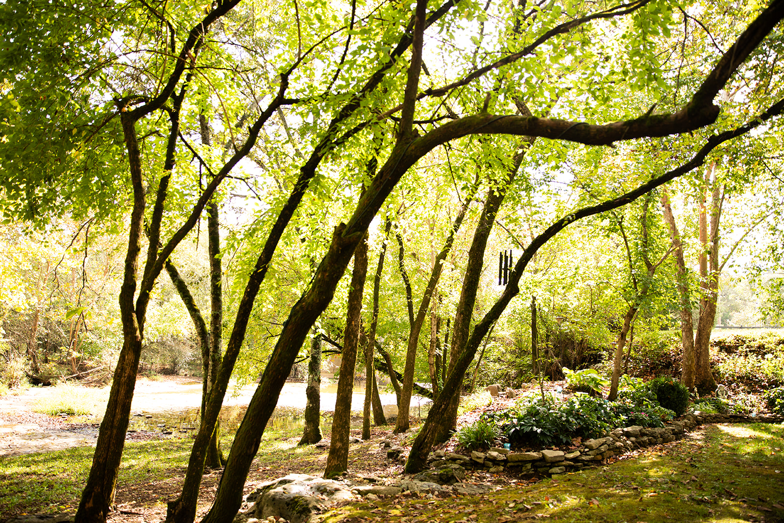 green trees